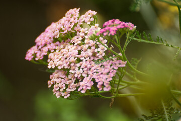 Beautyful small pink flowers with a colorful background - 714109991
