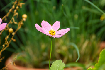 Pink cosmo flower with a blurr background  - 714110160