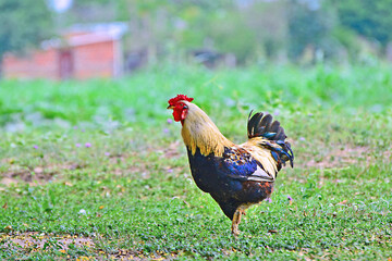 farm roosters, the best roosters in Formosa