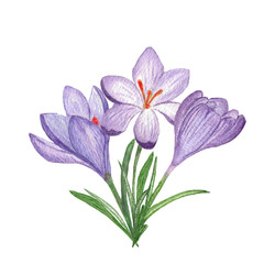  Bouquet of spring flowers crocuses isolated on white background. Watercolor hand drawing botanical illustration. Art for design