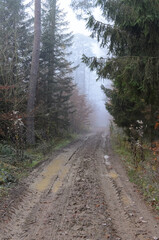 Fototapeta na wymiar Muddy footpath or hiking trail in a forest