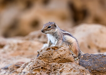 African striped ground squirrel (Euxerus erythropus) in  Fuerteventura Island, is a species of squirrel native to Africa. 