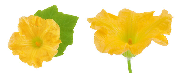 Yellow pumpkin or zucchini flower isolated on a white background.