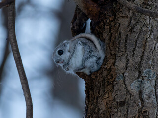 北海道　3大かわいい　エゾモモンガ　小動物　