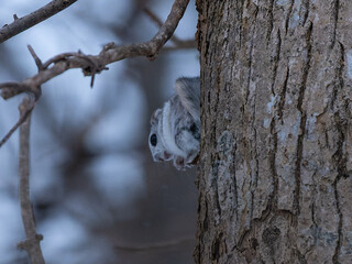 北海道　3大かわいい　エゾモモンガ　小動物　