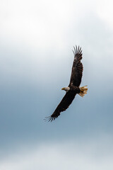 Four and a half year old bald eagle (Haliaeetus leucocephalus) soaring in a blue and white sky