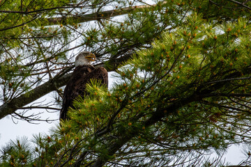Three and a half year old bald eagle (Haliaeetus leucocephalus) perched on a pine branch