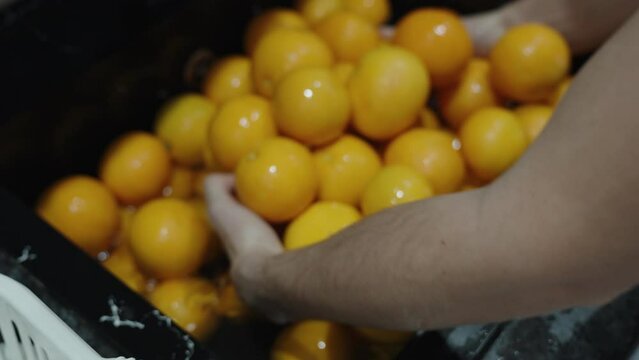 Black sink filled with oranges, female hands washing them, in slow motion.