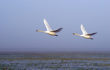 mute swans in the wetland,höckerschwäne im feuchtgebiet