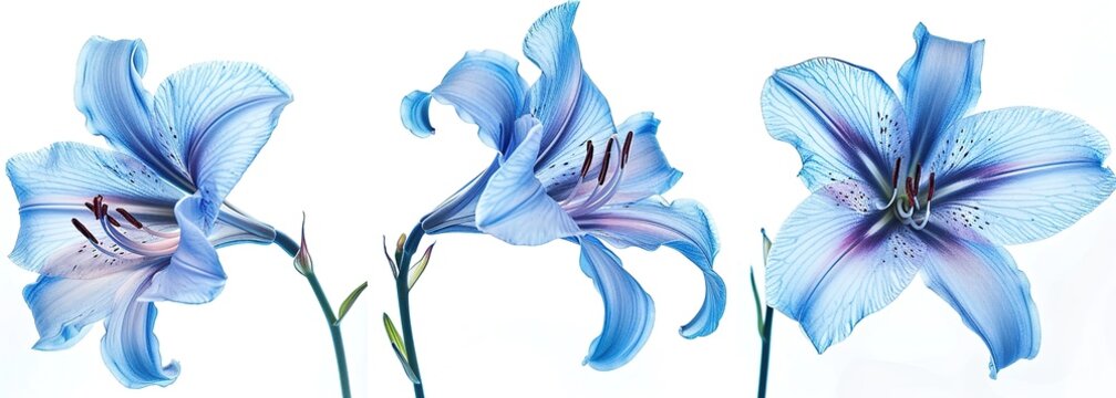 Elegant Blue Lilies is a beautiful image of three blooming flowers isolated on a white background, perfect for wall art or decorative purposes.