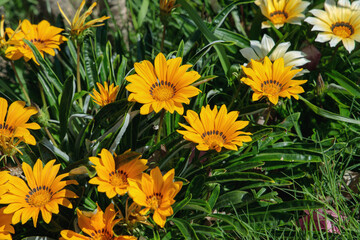 Yellow Gazania flowers in a garden.