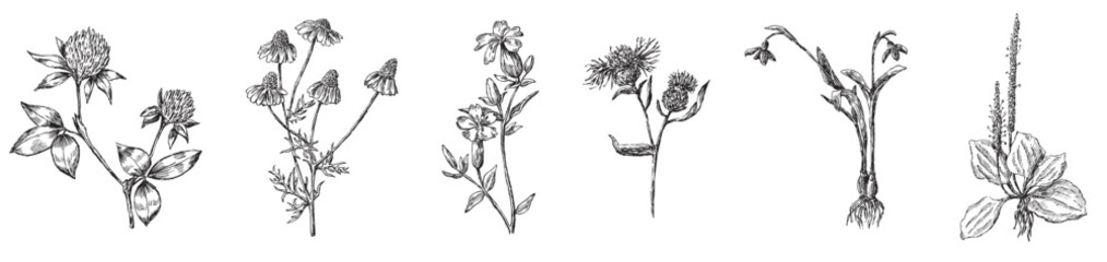 Hand drawing of collection different wildflowers plantain, snowdrop, clove, chamomile, cornflower, clover isolated on white vector illustration