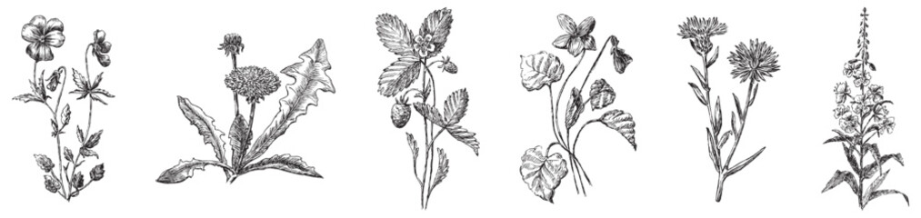 Hand drawing of collection different wildflowers pansy, violet, dandelion, strawberry, cornflower, fireweed isolated on white vector illustration - obrazy, fototapety, plakaty