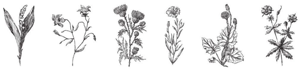 Hand drawing of collection different wildflowers lily of the valley, bell, thistle, carnation, cornflower, dandelion isolated on white vector illustration