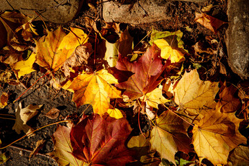 Autumn Leaves on the Ground