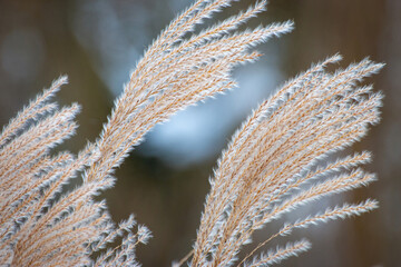 Trawy pokryte szronem zimą w parku - obrazy, fototapety, plakaty
