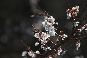 公園のすいせん