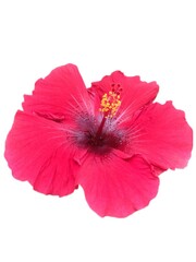 hibiscus flower isolated on white