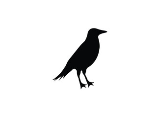 Cute Australian bird Aussie Educational logical game for kids.