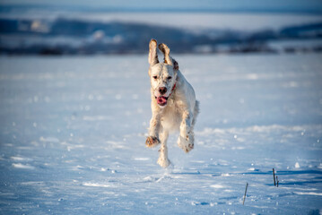A charming and funny white dog of the English setter breed runs on a snowy field in the rays of the...