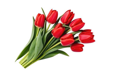 Fototapeta premium Colorful tulip flowers isolated on transparent