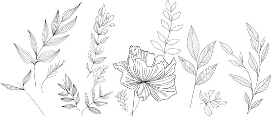 wheat ears vector, vector floral illustration. hand drawn floral design.