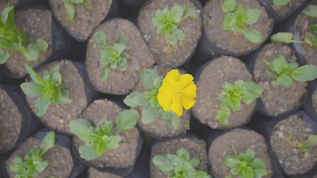 Yellow Jasmine Bloom Video, Garden Plant Footage, Soft Focus Yellow Pansy Video, Beautiful Pansy Viola Blooms, Yellow Buttercup Bush Stock Video, Botanical Garden Footage, Close-Up Floral  raw Video