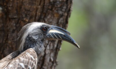 Grey hornbill