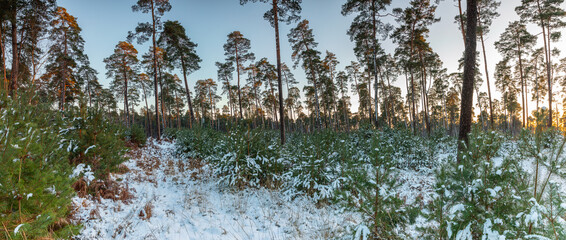 La Forêt d'Ermenonville en saison d'hiver - 714140983