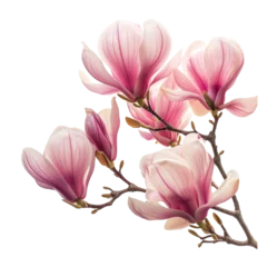 Foto op Canvas Magnolia branch with pink flowers on a transparent background © YauheniyaA