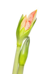 Amaryllis flower buds