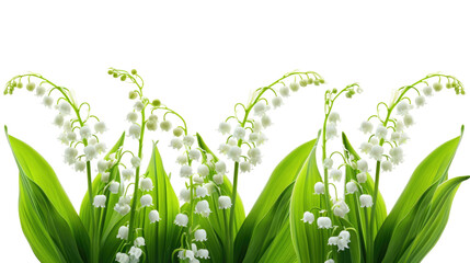 Bouquet of lily of the valley flowers and leaves isolated on transparent