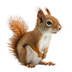 Eurasian red squirrel isolated on transparent background