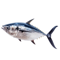 tuna fish isolated on transparent