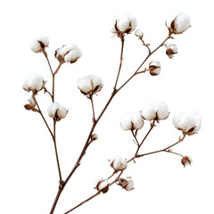 Cotton branch isolated on transparent background.  White cotton flowers