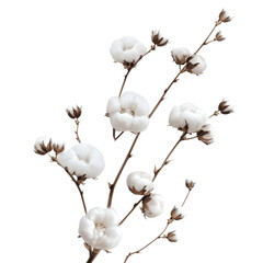 Cotton branch isolated on transparent background.  White cotton flowers