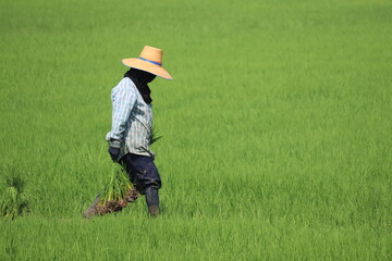 Farmers are growing rice in Thailand.
World food production sources