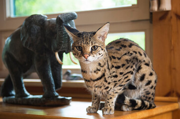 Porträt einer sitzenden F1 Savannah Katze in ihrem Zuhause