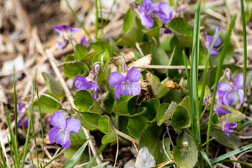 Wildflowers. Early Spring Blooming Flowers of Viola canina. Teesdale violet (Viola rupestris), dog violet heath dog-violet or heath violet close up.