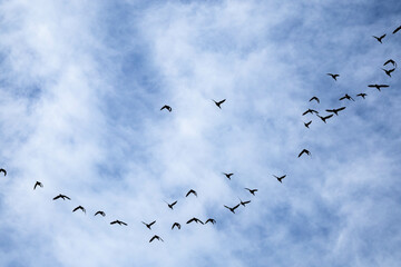 seasonal bird flying through the blue sky