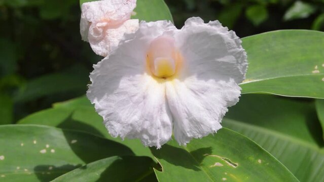 Costus speciosus plant that produces beautiful flowers. flower shot in the garden.