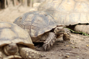 African Sulcata Tortoise Natural Habitat,Close up African spurred tortoise resting in the garden, Slow life ,Africa spurred tortoise sunbathe on ground with his protective shell ,Beautiful Tortoise
