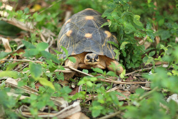 Portrait of radiated tortoise,The radiated tortoise eating flower ,Tortoise sunbathe on ground with his protective shell ,cute animal ,Astrochelys radiata ,The radiatedtortoise from Madagascar