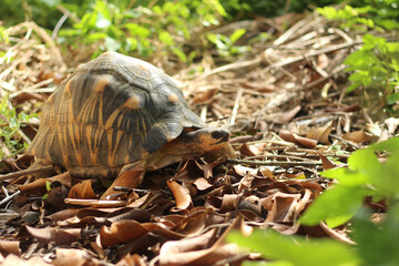 Portrait of radiated tortoise,The radiated tortoise eating flower ,Tortoise sunbathe on ground with his protective shell ,cute animal ,Astrochelys radiata ,The radiatedtortoise from Madagascar