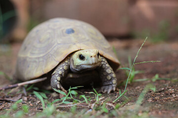  Elongated tortoise in the nature, Indotestudo elongata ,Tortoise sunbathe on ground with his protective shell ,Tortoise from Southeast Asia and parts of South Asia ,High yellow Tortoise