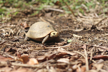  Elongated tortoise in the nature, Indotestudo elongata ,Tortoise sunbathe on ground with his protective shell ,Tortoise from Southeast Asia and parts of South Asia ,High yellow Tortoise