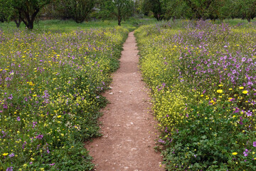 Fototapeta na wymiar footpath in park through blooming spring flowers