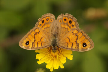 Closeup on a rare Wall Brown Butterfly, Lasiommata megera, nectaring on a yellow flower, Gard, France