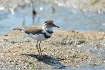 Three banded plover