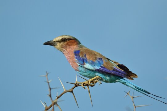 lilac breasted roller on a branch